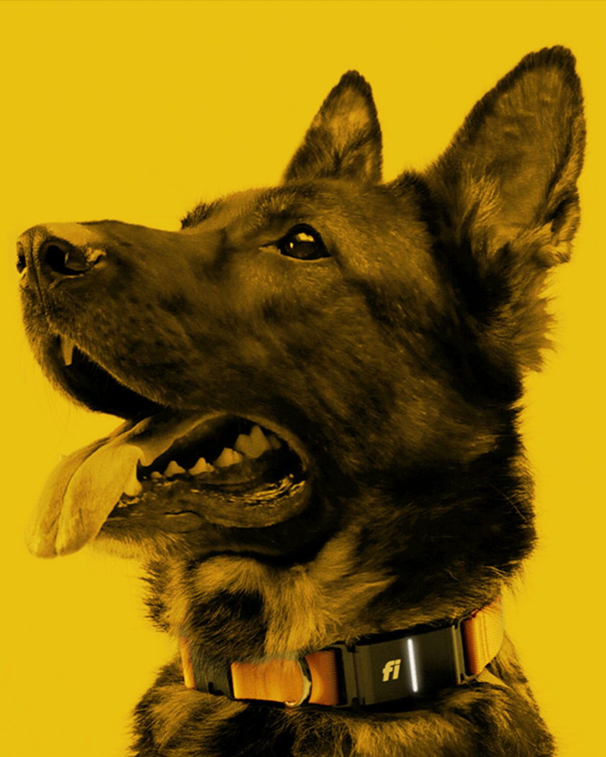 Close-up of a dog wearing a FI GPS-enabled collar, highlighting the collar’s sleek design and advanced pet-tracking technology.