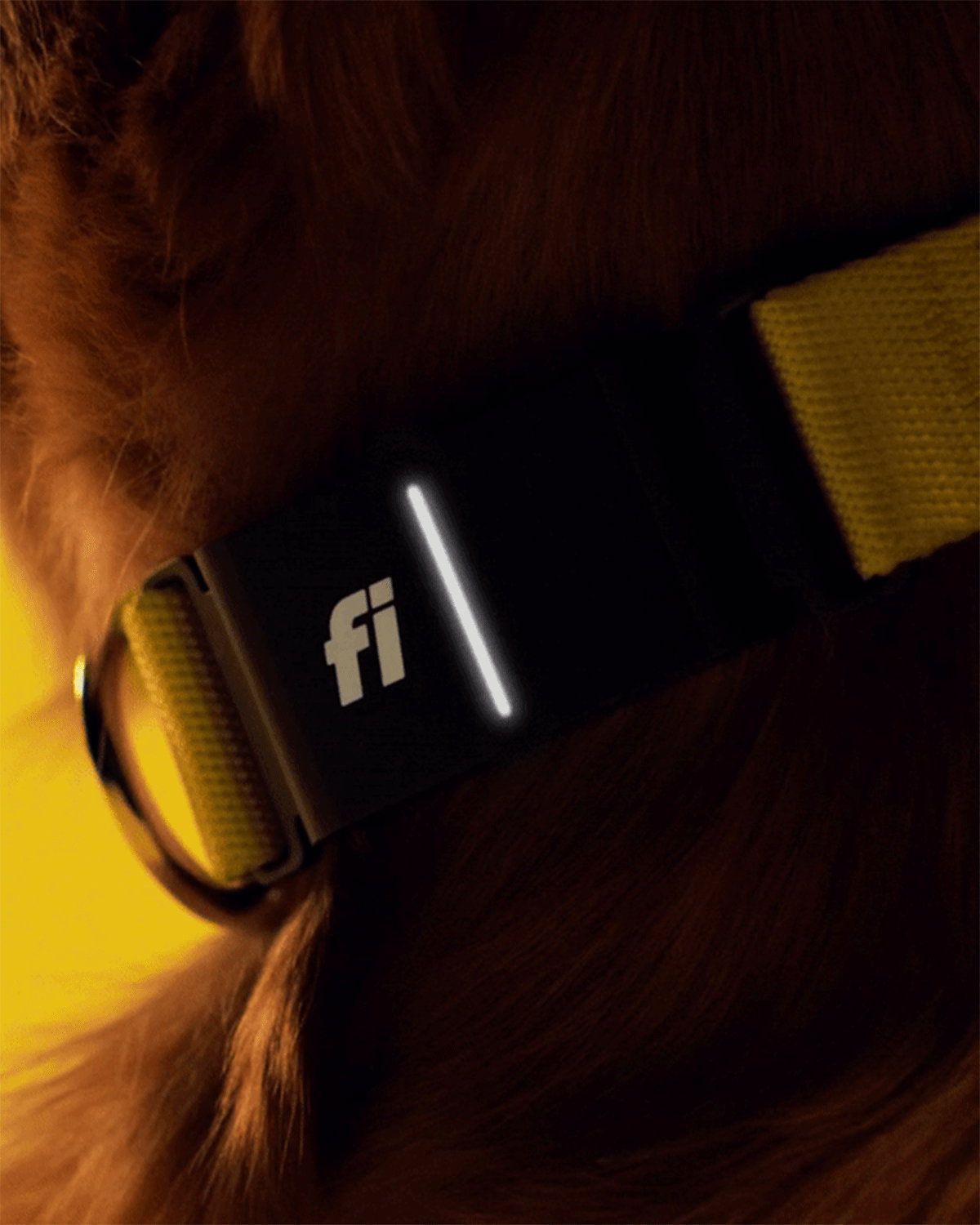 Portrait of a happy dog wearing a FI smart collar with an integrated tracking device, set against a vibrant yellow background.