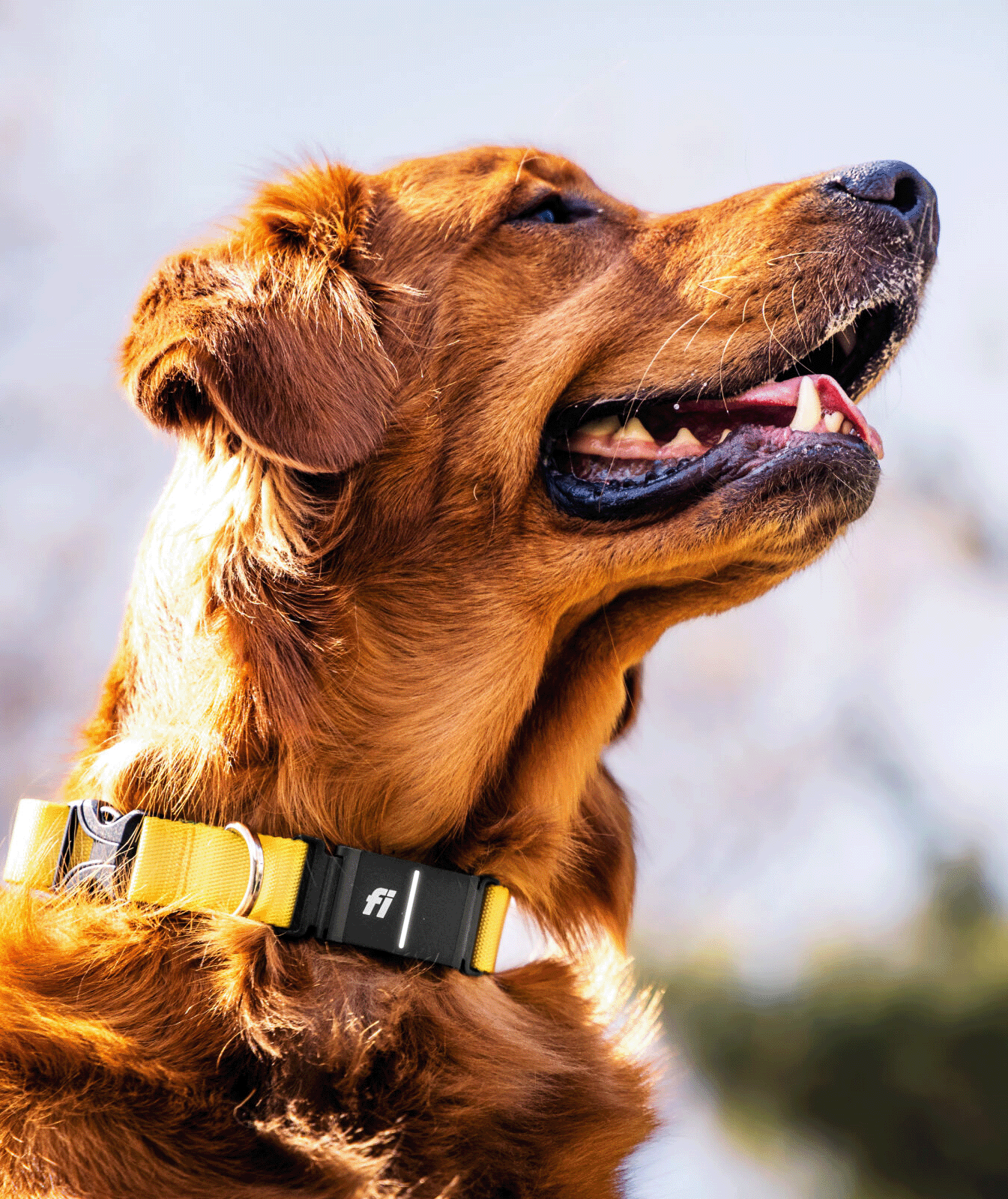 Close-up product shot of a FI smart dog collar featuring a durable woven strap and sleek black tracking module around a happy dog's neck.